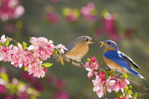 Oiseaux de printemps